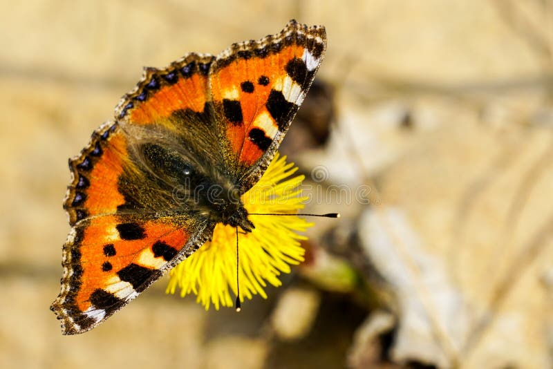 European Small Tortoiseshell butterfly sucks nectar from the bright yellow coltsfoot flower