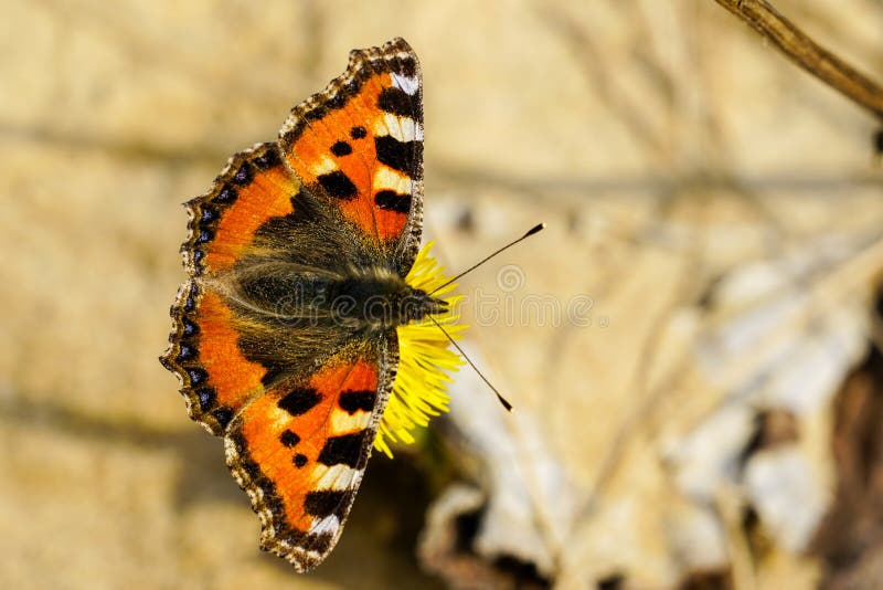 European Small Tortoiseshell butterfly sucks nectar from the bright yellow coltsfoot flower