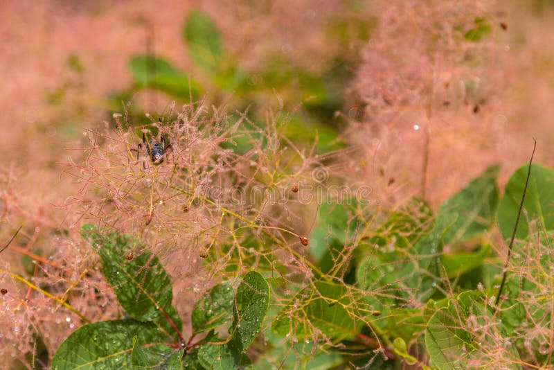 European smoketree, species of flowering plant in the family Anacardiaceae