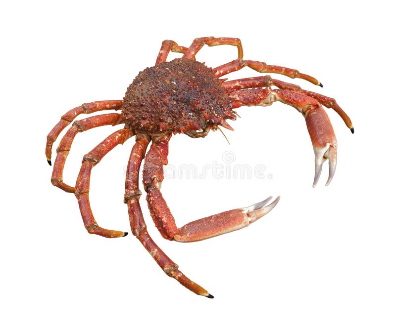 European spider crab