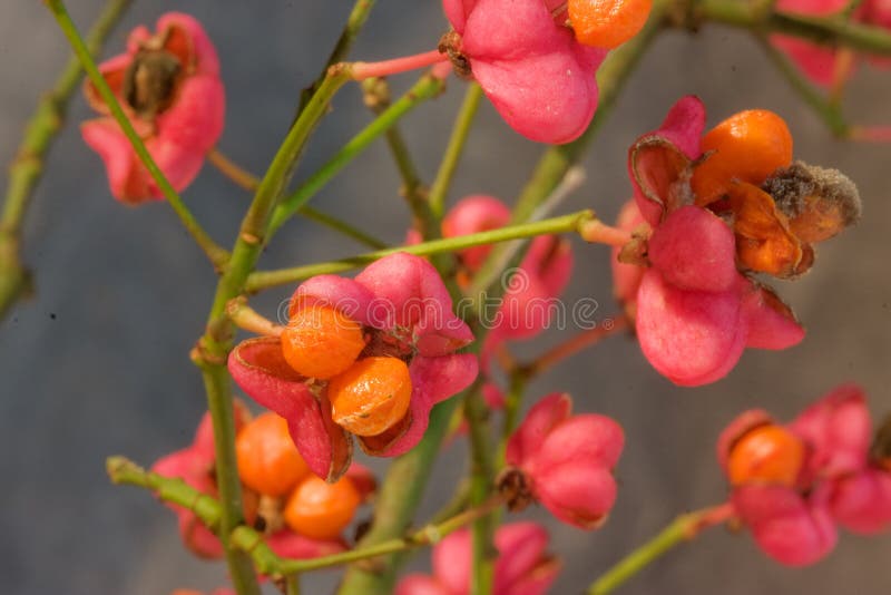 European Spindle Tree, Euonymus Europaeus Stock Photo Image of orange