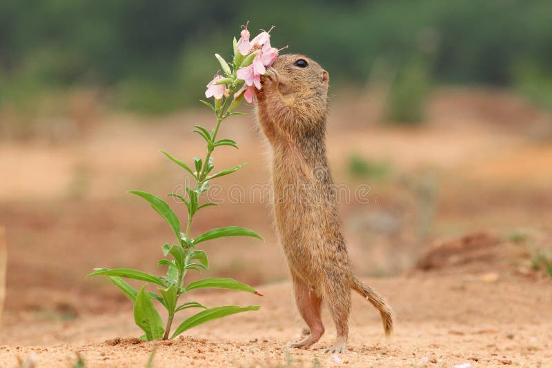 European suslik and flowers