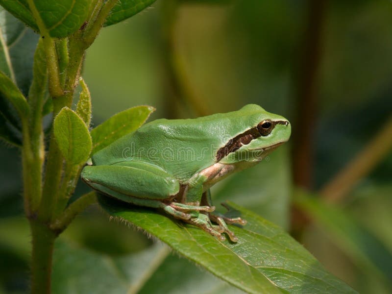 European tree frog, hyla arborea royalty free stock image
