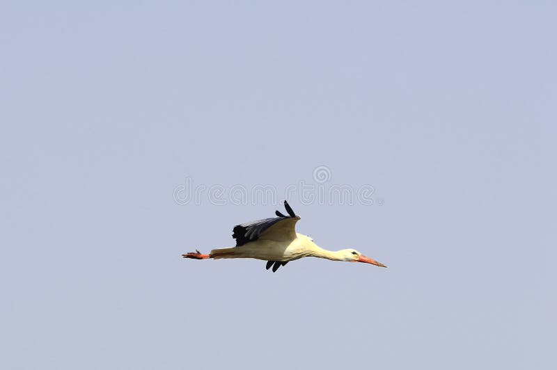 European white stork in flight, flying in the blue sky. They are a threatened species.