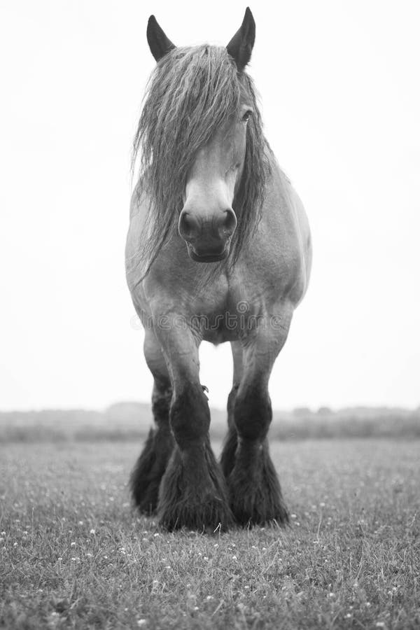 European wild horse