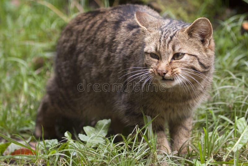 Gato salvaje () , veces Salvaje gato o, es un pequeno gato ()  doméstico sobre el Europa, occidental de,.