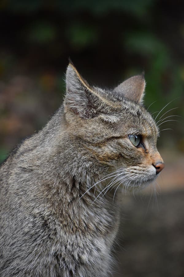 European wildcat looking away, side profile portrait close up. Wildcat side profile stock images, royalty-free photos and pictures