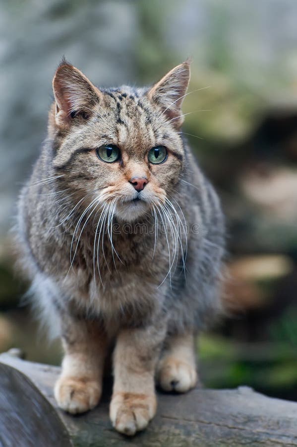 european wildcat