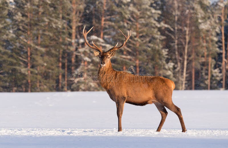 European wildlife landscape with snow and deer with big antlers.Portrait of Lonely stag.