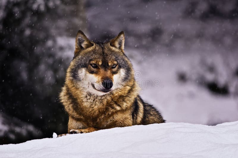 European wolf