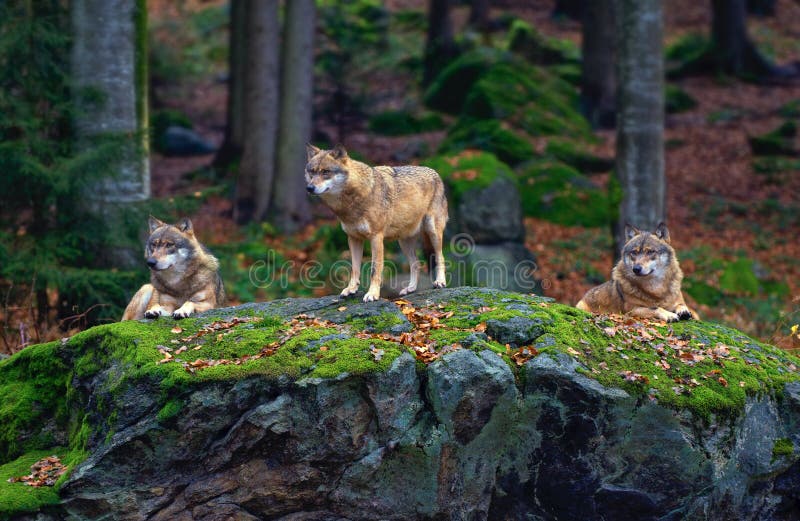 Lobo familia (bestias caninas) en otonal bávaros madera.