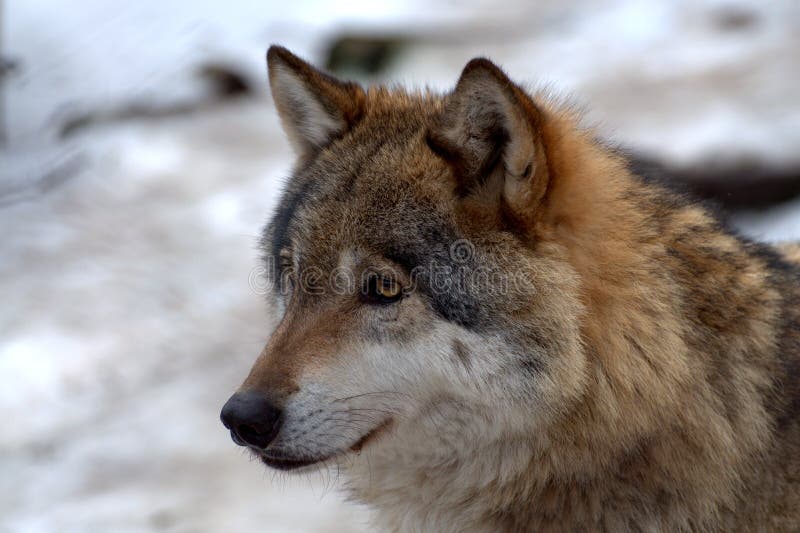 European wolf - Canis lupus lupus