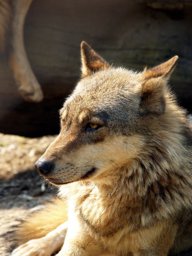 European wolf - Canis lupus lupus