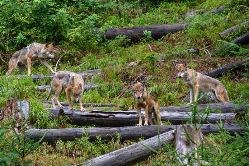 European wolf - Canis lupus