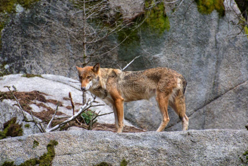 European wolf - Canis lupus