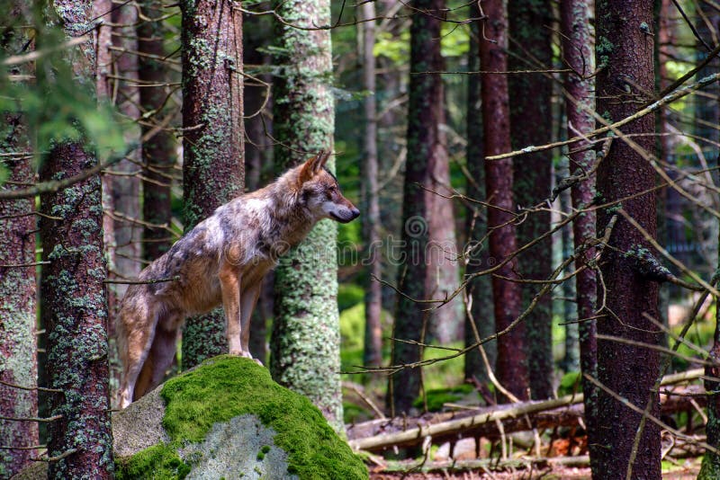 European wolf - Canis lupus