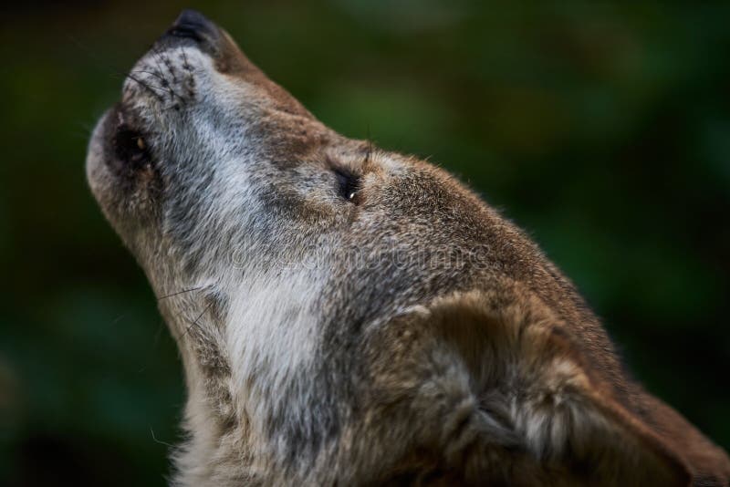 Howling European wolf stock image. Image of freezing - 17754549