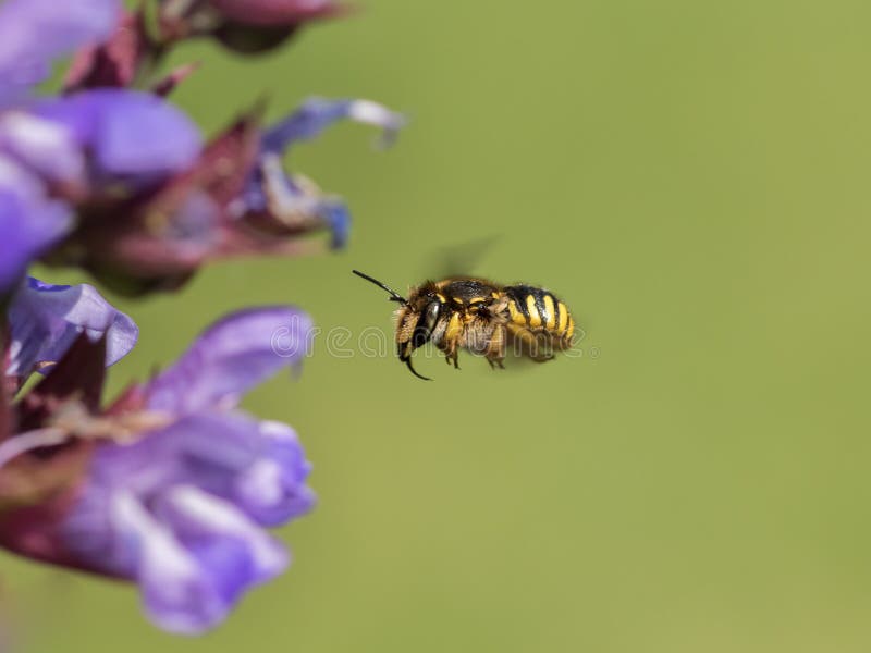 European wool carder bee in flight approaching a purple flower