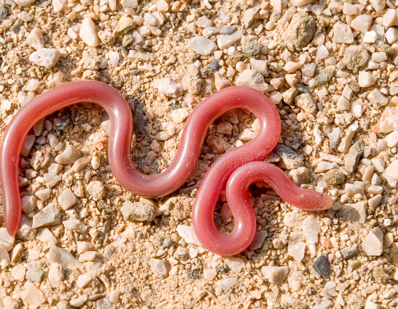 download snake worms download snake worms