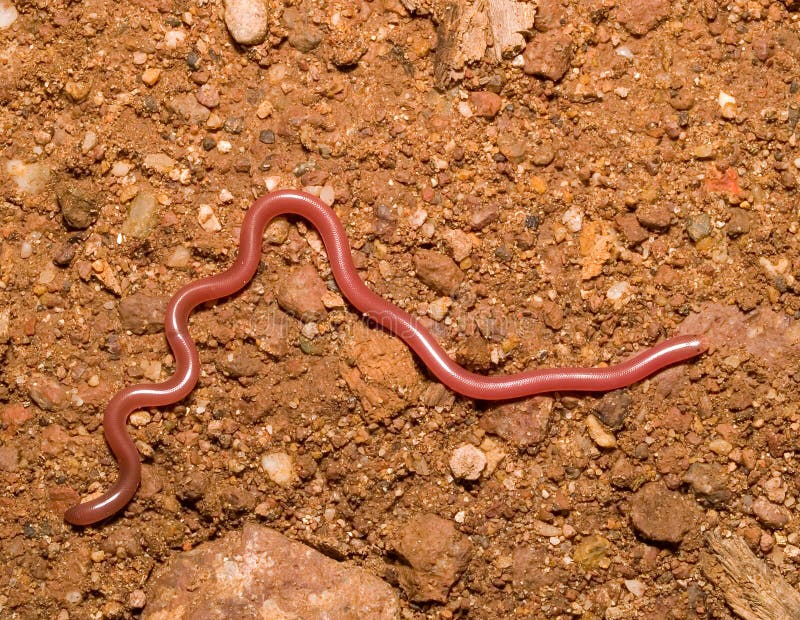 download small snake like worm download small snake like worm