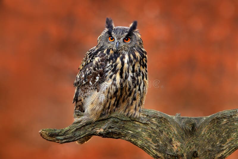 Europees-Aziatisch Eagle Owl, Bubo die Bubo, op de boomstomp zitten, close-up, het wildfoto in de bos, oranje de herfstkleur, Noo royalty-vrije stock foto's Europees-Aziatisch Eagle Owl, Bubo die Bubo, op de boomstomp zitten, close-up, het wildfoto in de bos, oranje de herfstkleur, Noo royalty-vrije stock foto's