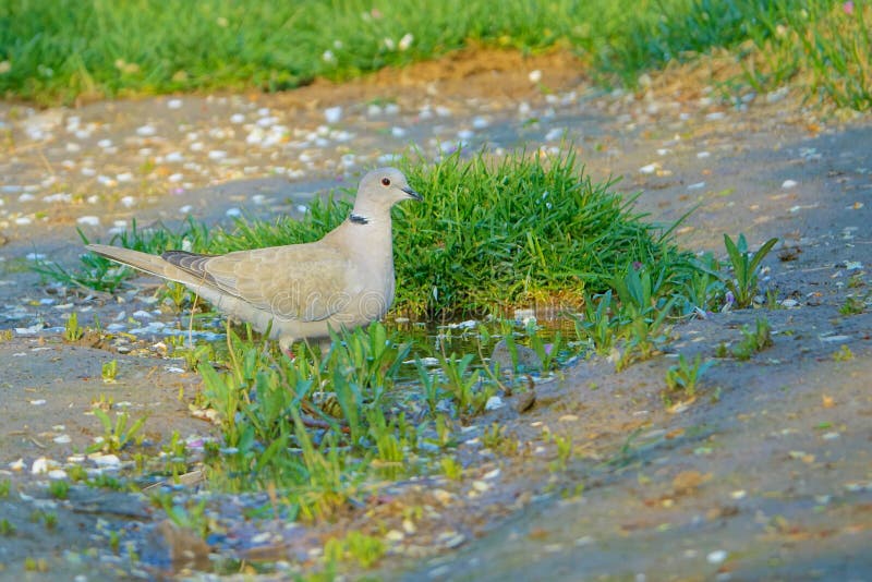 Europees-Aziatische Collared Duif royalty-vrije stock foto's Europees-Aziatische Collared Duif royalty-vrije stock foto's