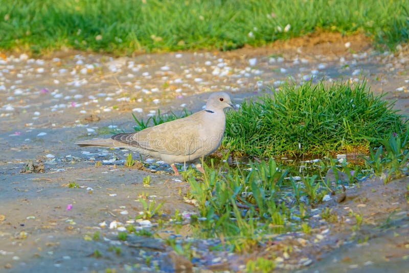 Europees-Aziatische Collared Duif royalty-vrije stock foto Europees-Aziatische Collared Duif royalty-vrije stock foto