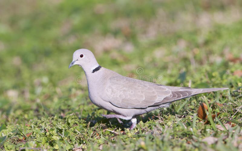 Europees-Aziatische Collared Duif royalty-vrije stock foto Europees-Aziatische Collared Duif royalty-vrije stock foto