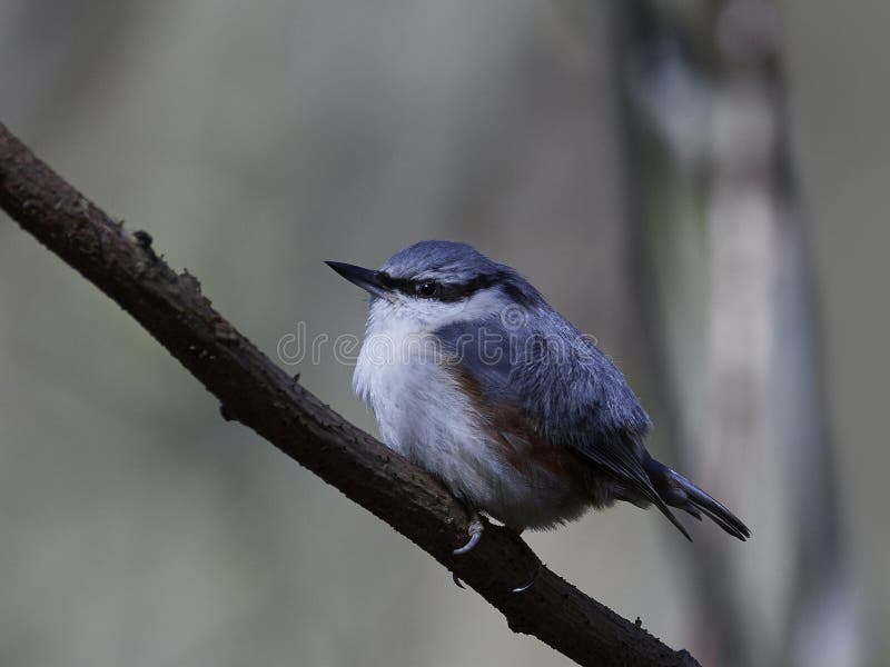 Europees-Aziatische Nuthatch europaea van Sitta royalty-vrije stock fotografie Europees-Aziatische Nuthatch europaea van Sitta royalty-vrije stock fotografie