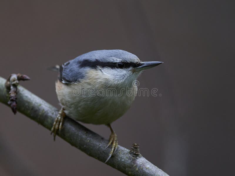 Europees-Aziatische Nuthatch europaea van Sitta royalty-vrije stock foto's Europees-Aziatische Nuthatch europaea van Sitta royalty-vrije stock foto's