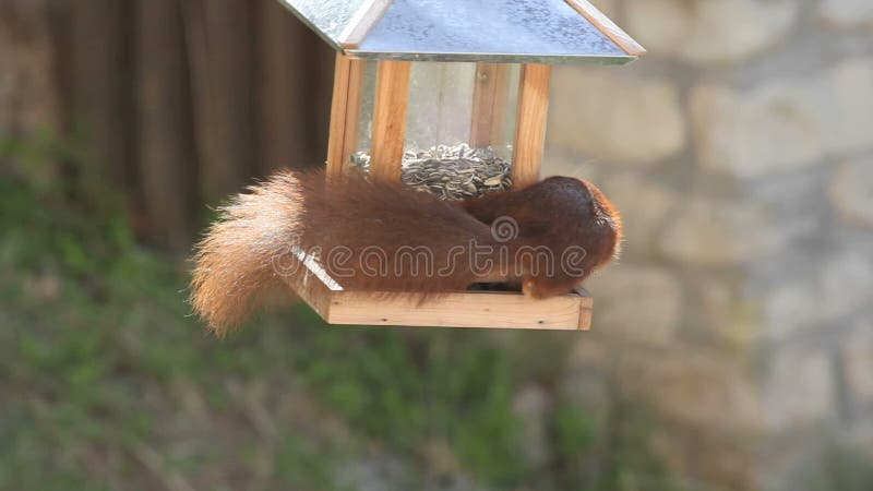 Europees-Aziatische rode eekhoorn/het plunderen van Sciurus vulgaris vogelvoeder