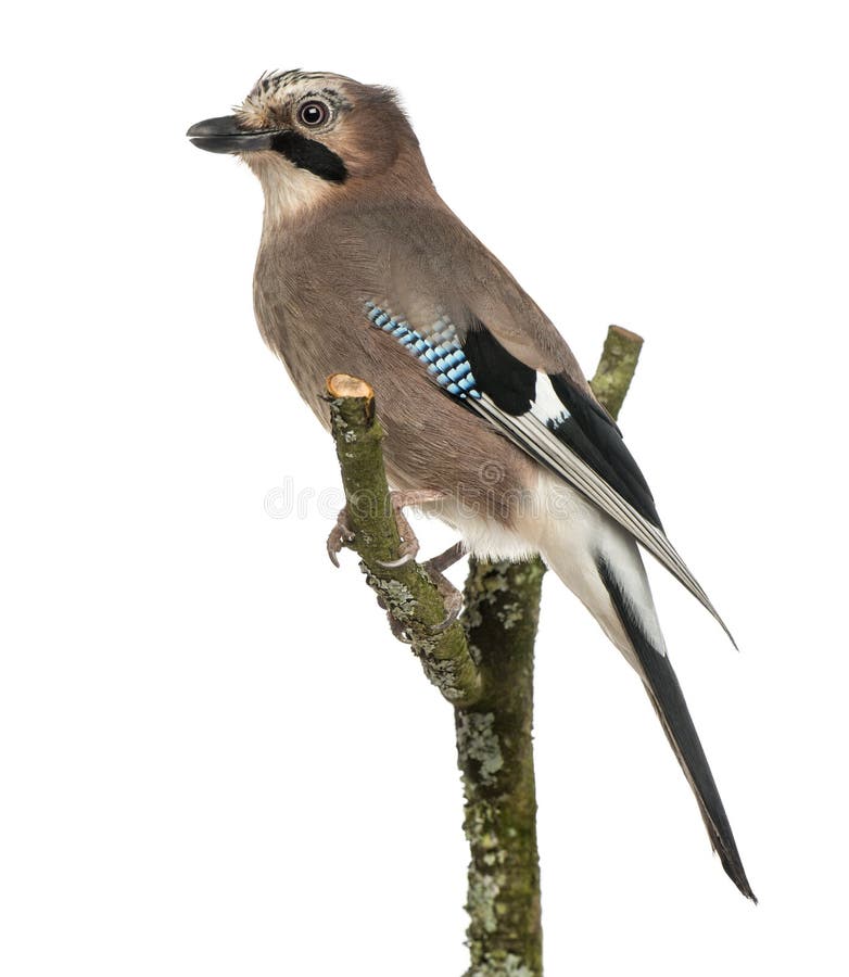 Europees-Aziatische Vlaamse gaai die op een tak, Garrulus-geïsoleerde glandarius neerstrijken, royalty-vrije stock fotografie Europees-Aziatische Vlaamse gaai die op een tak, Garrulus-geïsoleerde glandarius neerstrijken, royalty-vrije stock fotografie
