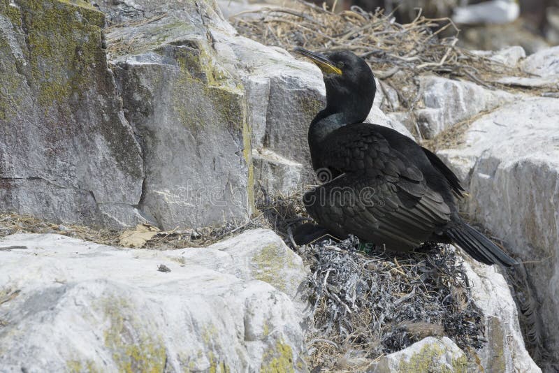 Europees Pluizig laken op nest stock fotografie Europees Pluizig laken op nest stock fotografie