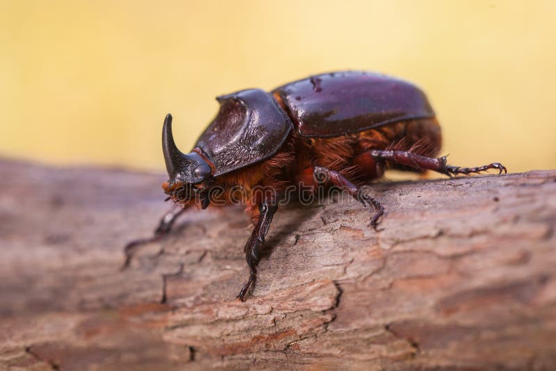 Europeisk bild för makro för noshörningskalbagge royaltyfri foto Europeisk bild för makro för noshörningskalbagge royaltyfri foto