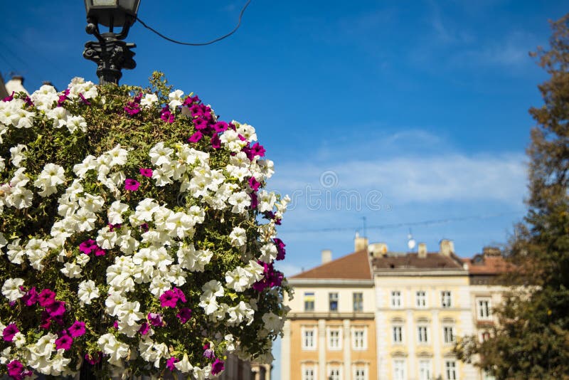 Europeisk gammal torg sommardag blomkorgen på lanternt färglös levande urbana markvy i västra delen av Ukraina arkivfoton