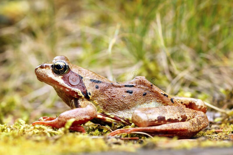 Europeisk gemensam groda i naturlig livsmiljö royaltyfri foto Europeisk gemensam groda i naturlig livsmiljö royaltyfri foto