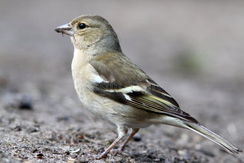 europeisk greenfinch royaltyfria bilder europeisk greenfinch royaltyfria bilder