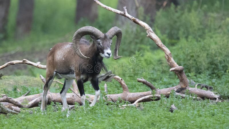 Europeisk mouflon - Ovis - orientalismusimon royaltyfria foton Europeisk mouflon - Ovis - orientalismusimon royaltyfria foton