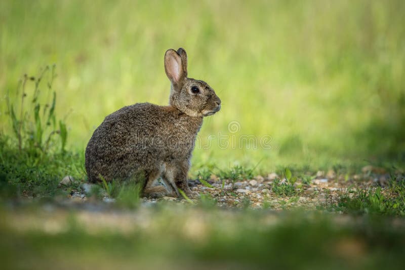 Europeiska kanin, Oryctolagus cuniculus arkivbilder Europeiska kanin, Oryctolagus cuniculus arkivbilder