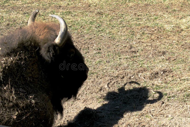 Europeiskt bisonhuvud och dess skugga arkivfoto Europeiskt bisonhuvud och dess skugga arkivfoto