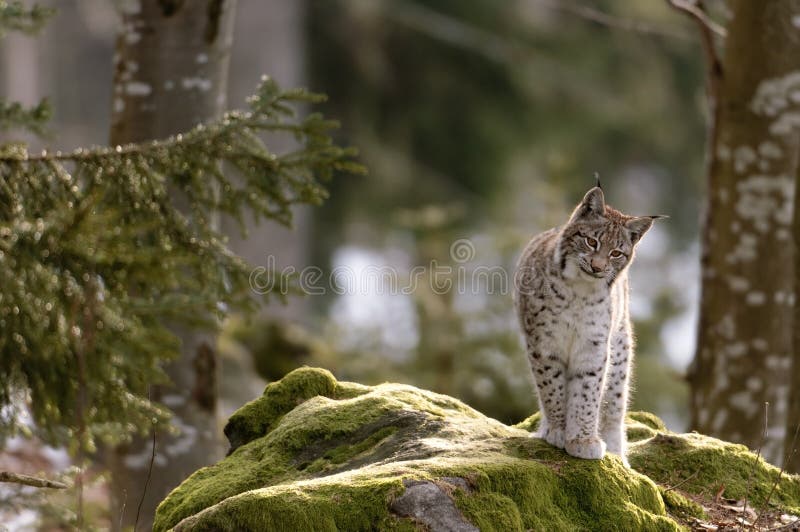 europeiskt lodjur fotografering för bildbyråer europeiskt lodjur fotografering för bildbyråer