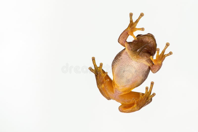 Europejczyk drzewnej żaby Hyla zielony arborea odizolowywający na bielu Dolny widok zdjęcia royalty free Europejczyk drzewnej żaby Hyla zielony arborea odizolowywający na bielu Dolny widok zdjęcia royalty free