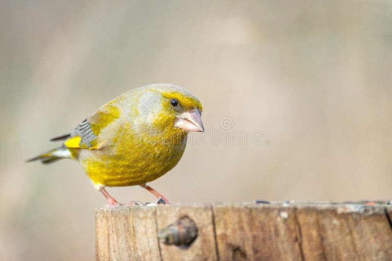 Europejczyka finch Carduelis Zielony chloris na zima ptaka dozowniku fotografia stock Europejczyka finch Carduelis Zielony chloris na zima ptaka dozowniku fotografia stock