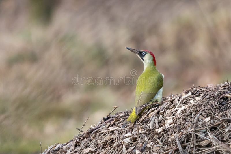 Europejscy zielonego dzięcioła Picus viridis siedzi na rozsypisku drewniani układy scaleni zdjęcia royalty free Europejscy zielonego dzięcioła Picus viridis siedzi na rozsypisku drewniani układy scaleni zdjęcia royalty free