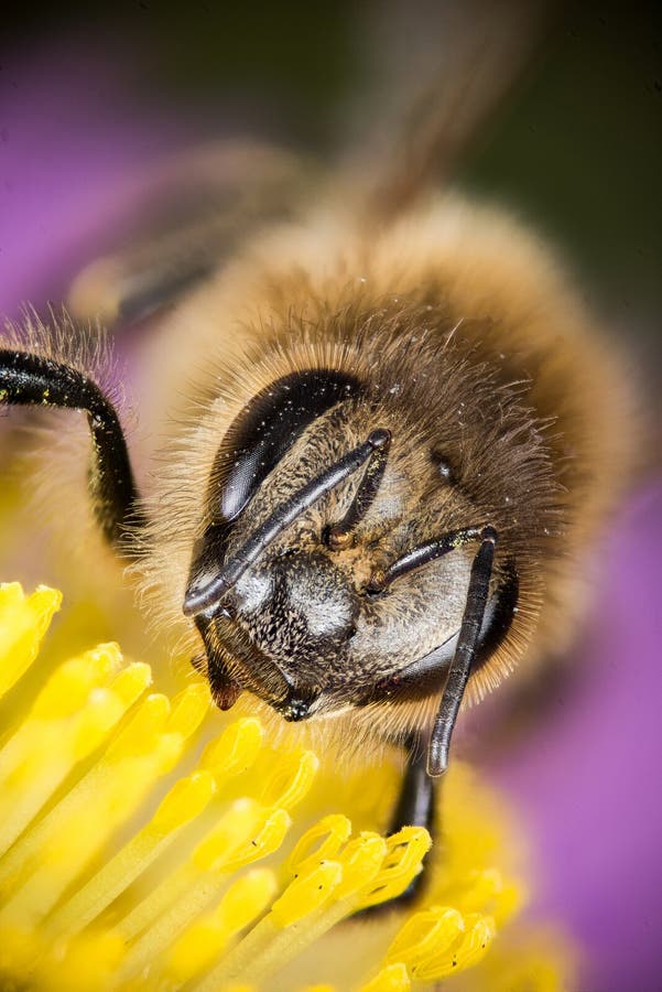 Europejska Miodowa pszczoła, Miodowa pszczoła, Honeybee, pszczoła obrazy stock Europejska Miodowa pszczoła, Miodowa pszczoła, Honeybee, pszczoła obrazy stock