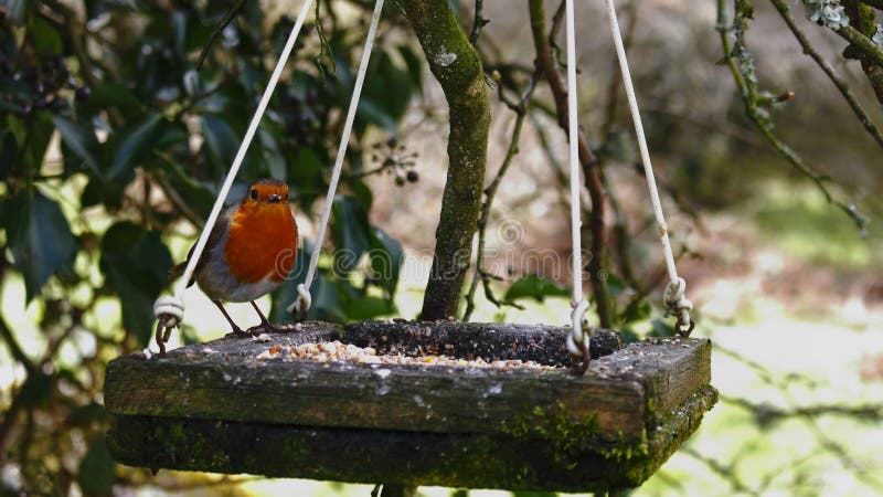Europejski rudzika Erithacus rubecula, znać po prostu jako rudzika redbreast w Brytyjskich wyspach lub rudzik, jest małym insecti fotografia royalty free