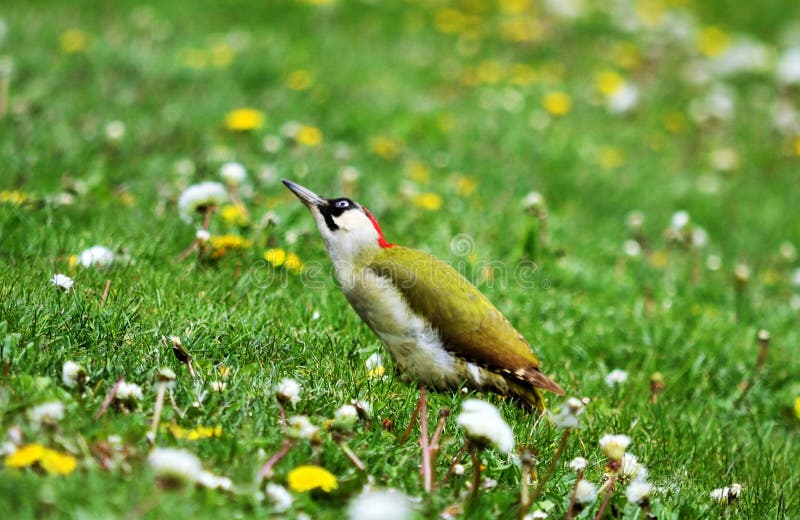 Europejski Zielony dzięcioł - Picus viridis zdjęcia stock Europejski Zielony dzięcioł - Picus viridis zdjęcia stock
