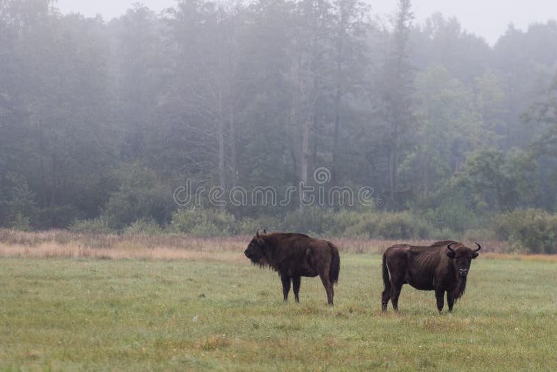 Europejski żubr w ranek mgle w lasowym przyrody photog fotografia royalty free Europejski żubr w ranek mgle w lasowym przyrody photog fotografia royalty free