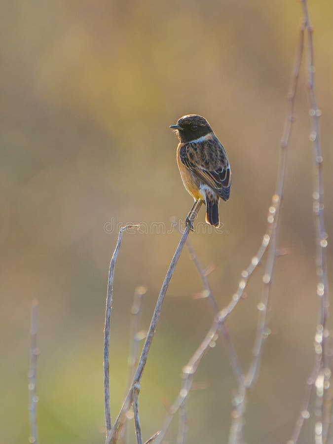 Europeo Stonechat en contraluz imagen de archivo libre de regalías Europeo Stonechat en contraluz imagen de archivo libre de regalías
