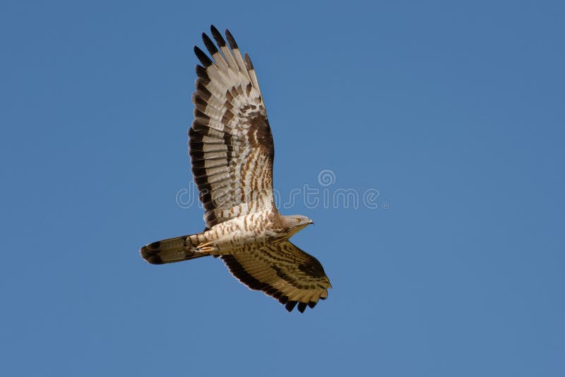 Europese apivorus van Honey Buzzard - Pernis-- pyrénées-Orientales, Frankrijk royalty-vrije stock foto Europese apivorus van Honey Buzzard - Pernis-- pyrénées-Orientales, Frankrijk royalty-vrije stock foto